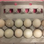 Duck Eggs