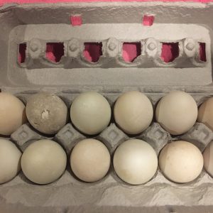 Duck Eggs
